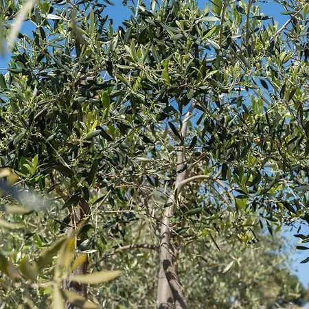 Feriehus Villetta Spaziosa, Con Ampio Dehor E Giardino Tanaunella